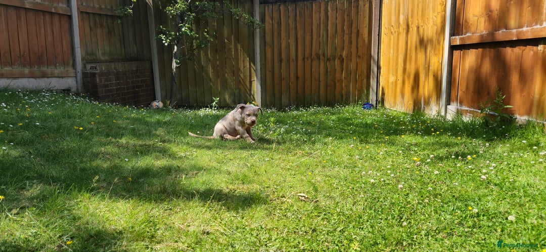 American Bully dogs for sale: Pocket bully  - Image 3