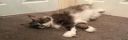 Maine Coon cats for sale: Full Maine coon kittens available  - Advert 3
