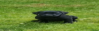 Black bitch 3