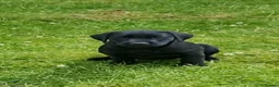 Labrador Retriever dogs for sale: Well bred KC registered lab pups - Advert 4