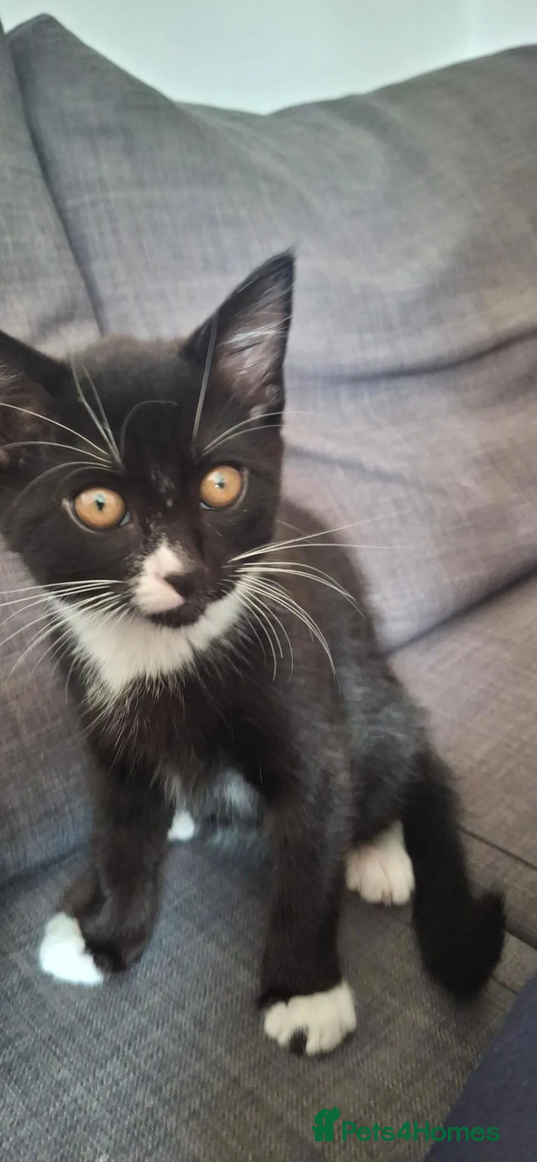 Mixed Breed cats for sale: 🐾 Gorgeous Kitten Looking for a Loving Home 🐾 in St Albans - Advert 4