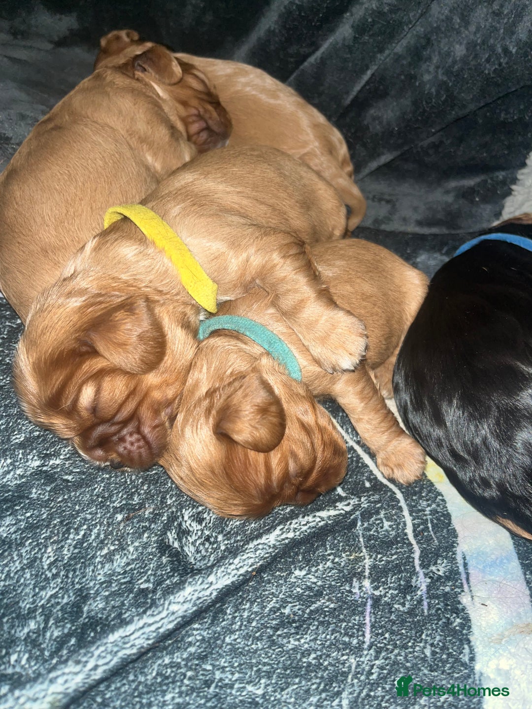 Cavalier King Charles Spaniel dogs for sale: 5 beautiful Cavalier King Charles puppies - Advert 17