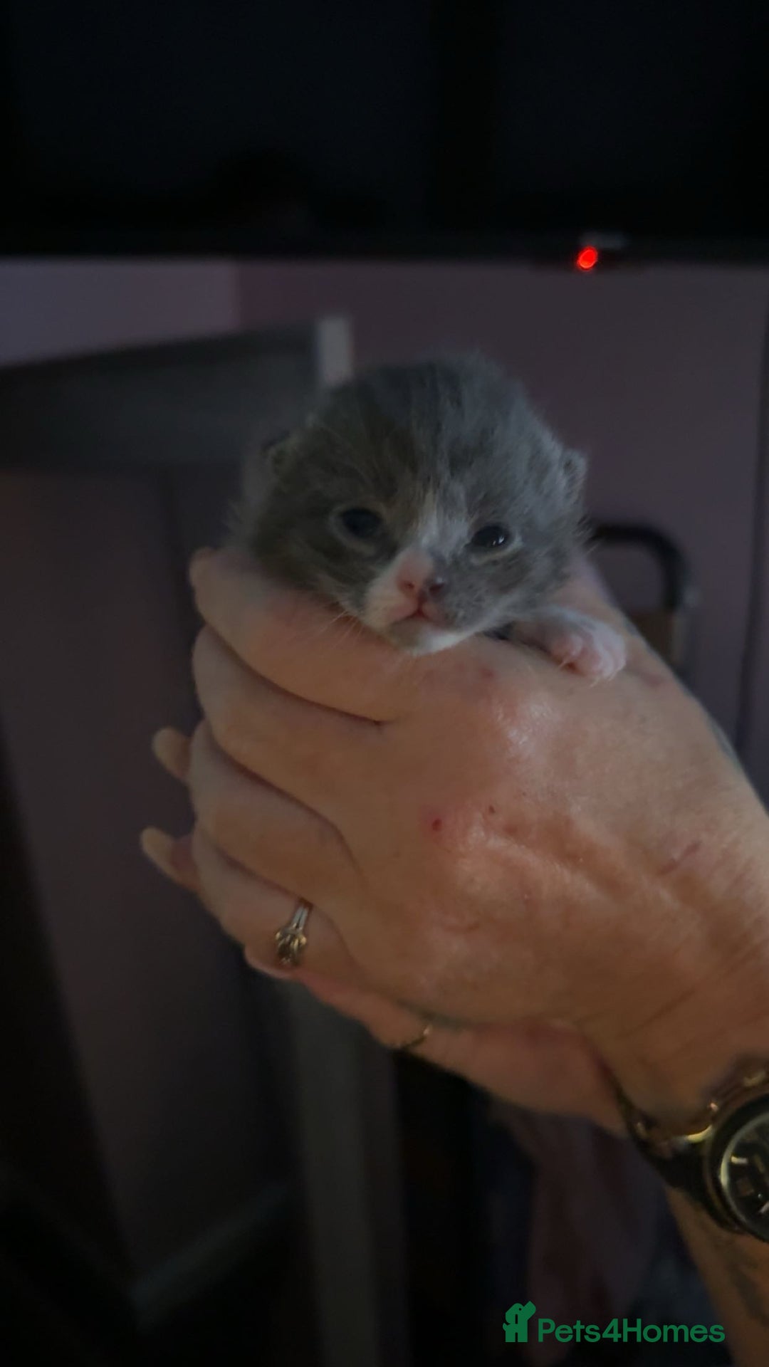 British Shorthair cats for sale: fluffy kittens!  - Advert 6