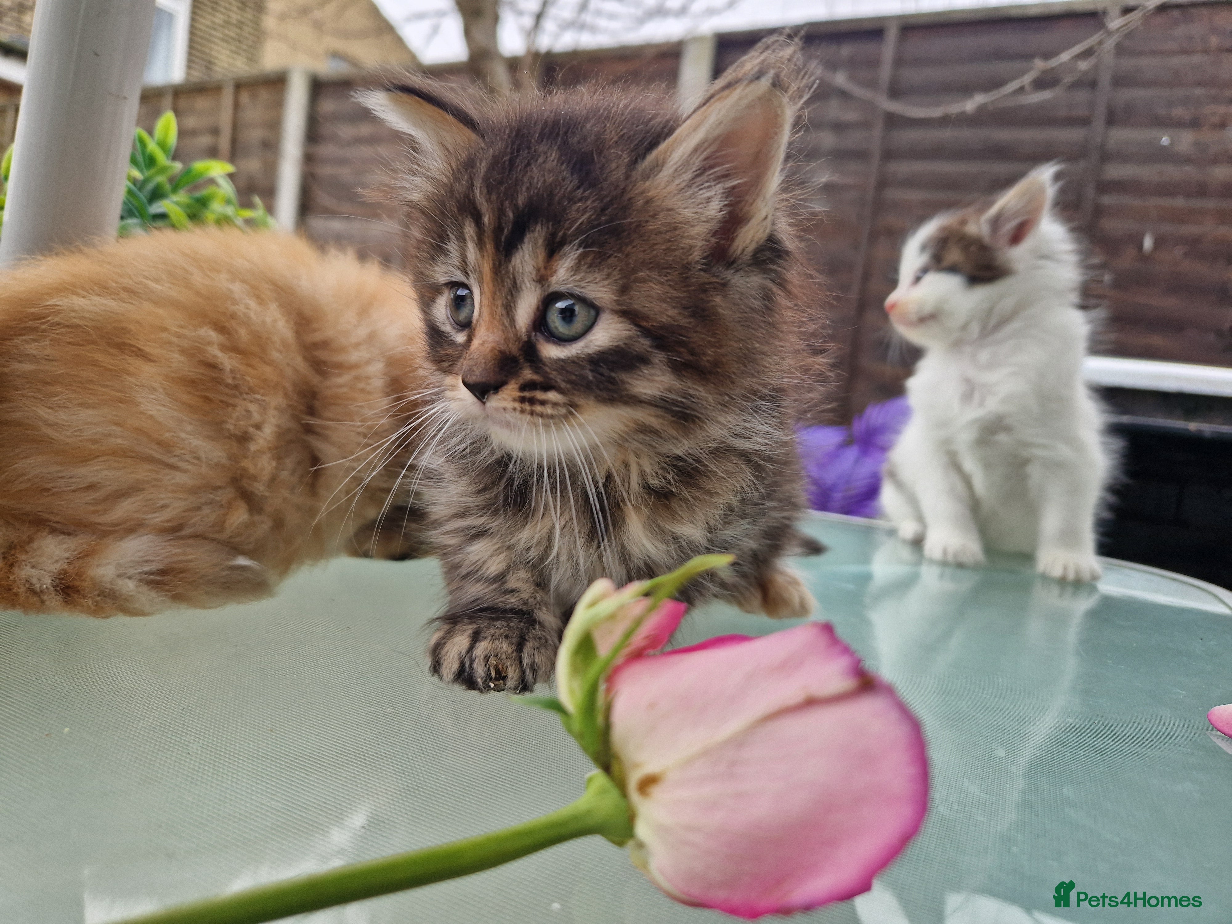 Mixed Breed cats 🌼🌸BeAuTiFuL ☆😻♡ fluff¥ kiTt3n$🌻🌹  - Advert 10