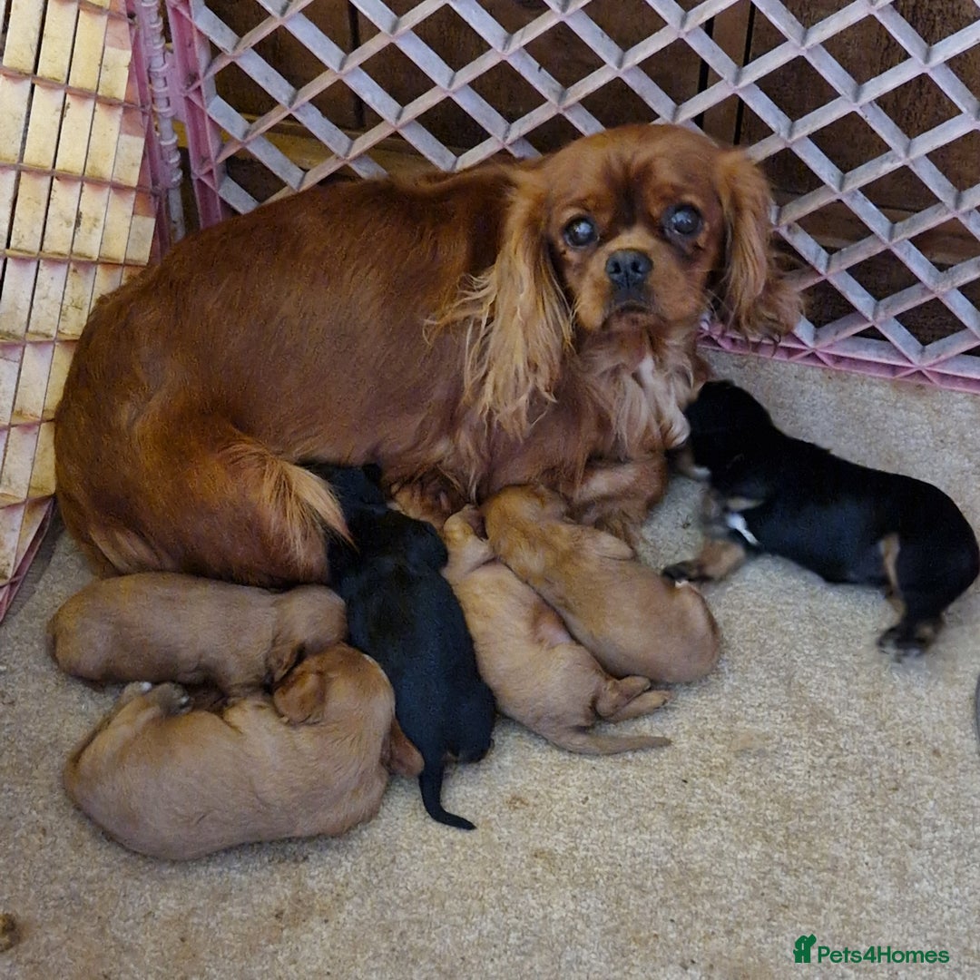 Cavalier King Charles Spaniel dogs for sale: Beautiful CKCS babies  - Advert 2