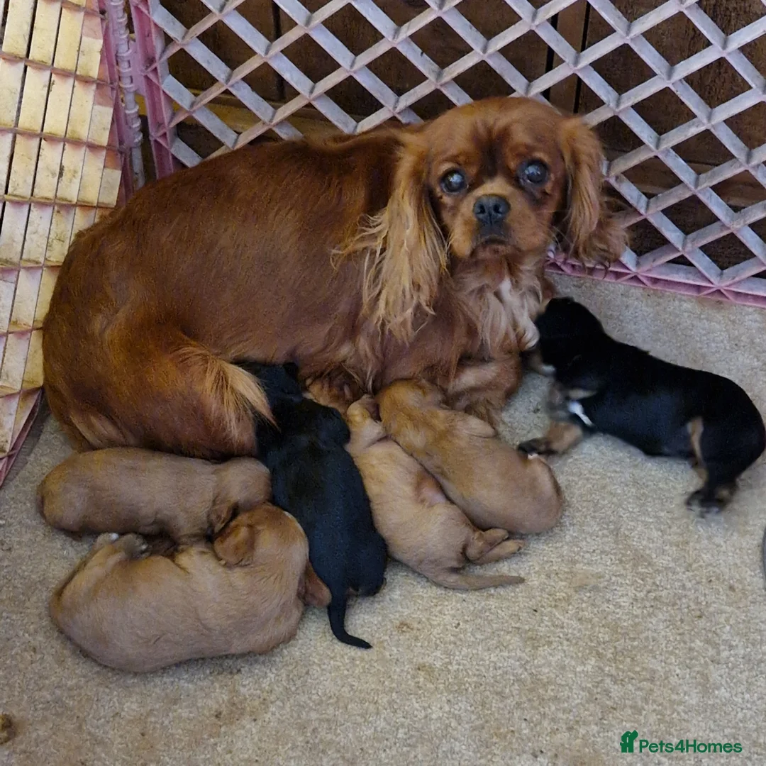 Cavalier King Charles Spaniel dogs for sale: Beautiful CKCS babies  - Advert 10
