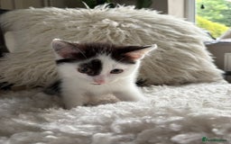 Domestic Shorthair cats for sale: three beautiful male kittens! in Newent - Image 13