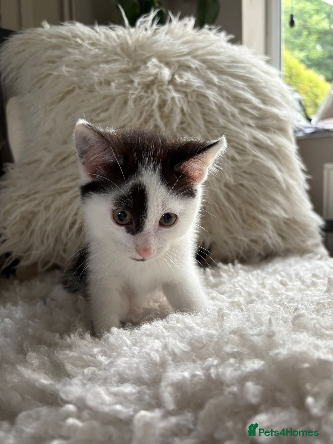 Domestic Shorthair cats for sale: three beautiful male kittens! in Newent - Image 13