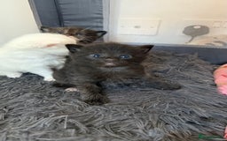 Ragdoll cats for sale: Rag doll and Maine coon cross - Image 5