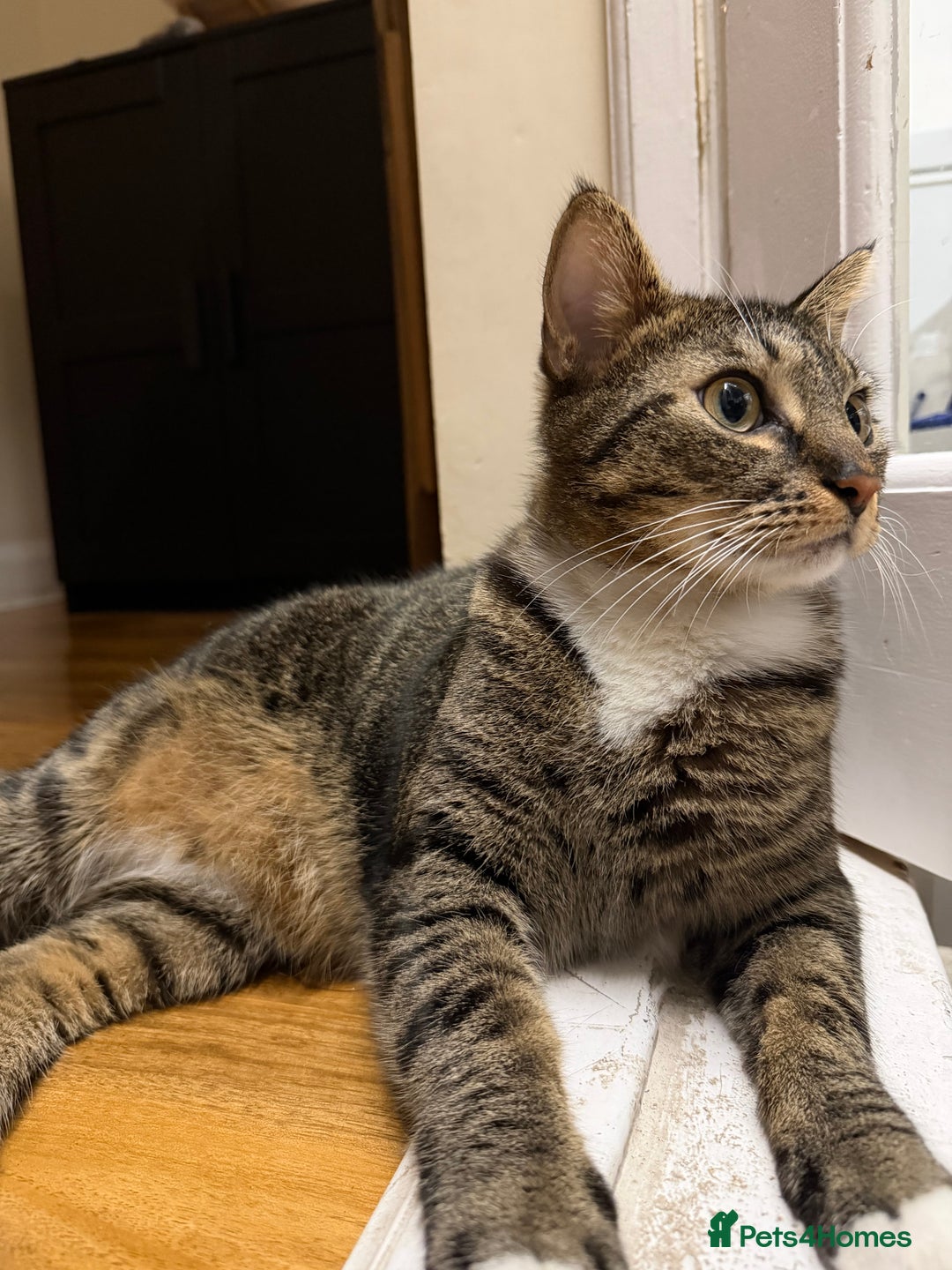 Domestic Shorthair cats for sale: Free Rehome 10 cats - Advert 4