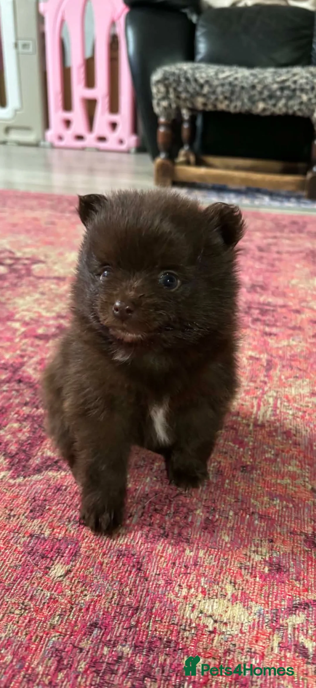 Pomeranian dogs for stud: Merle Pomeranian  in Colchester - Advert 13
