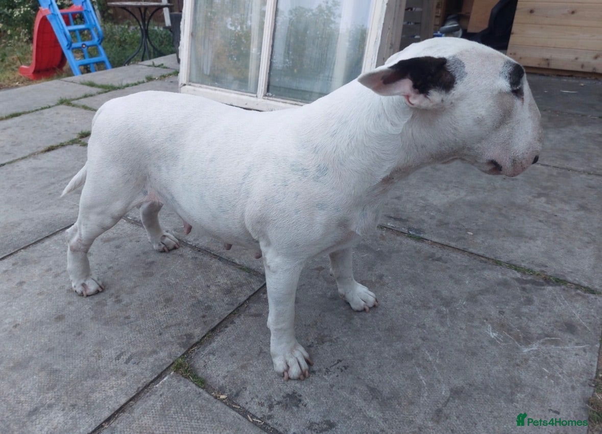 English Bull Terrier dogs 2 beautiful boy English bull terrier  - Advert 5