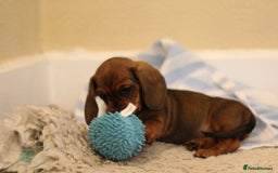 Miniature Dachshund dogs for sale: One Boy Ready now KC Reg, Champion Sired  - Image 18