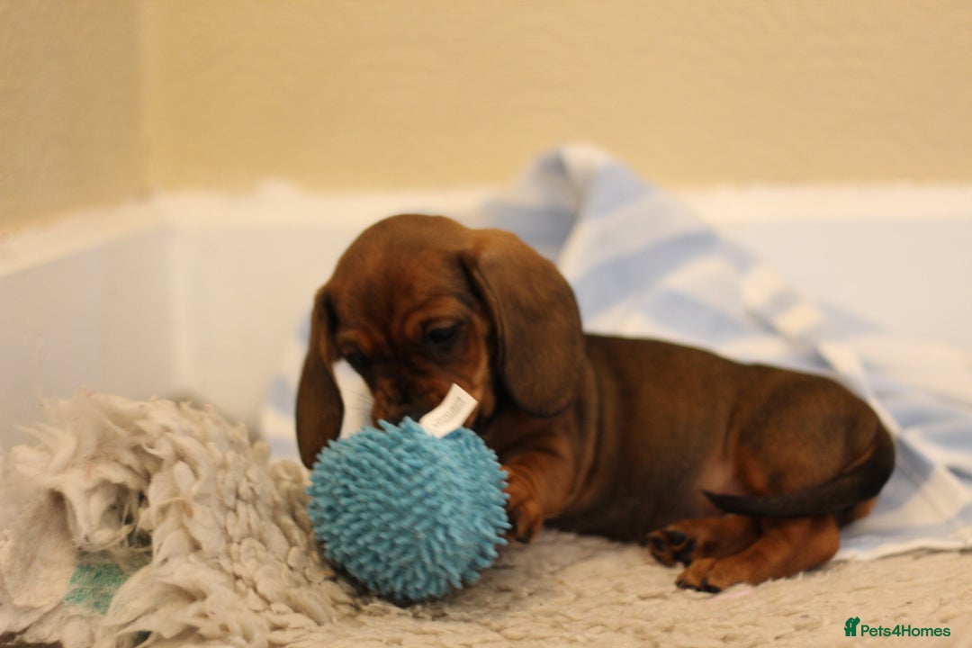 Miniature Dachshund dogs for sale: One Boy Ready now KC Reg, Champion Sired  - Image 18