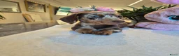Miniature Dachshund dogs for sale: Beautiful Miniature Dachshund Ready to leave!♥️💙 - Advert 12