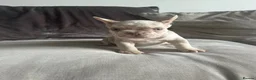 French Bulldog dogs for sale: 6 quality fluffy carrier French bulldogs - Advert 7
