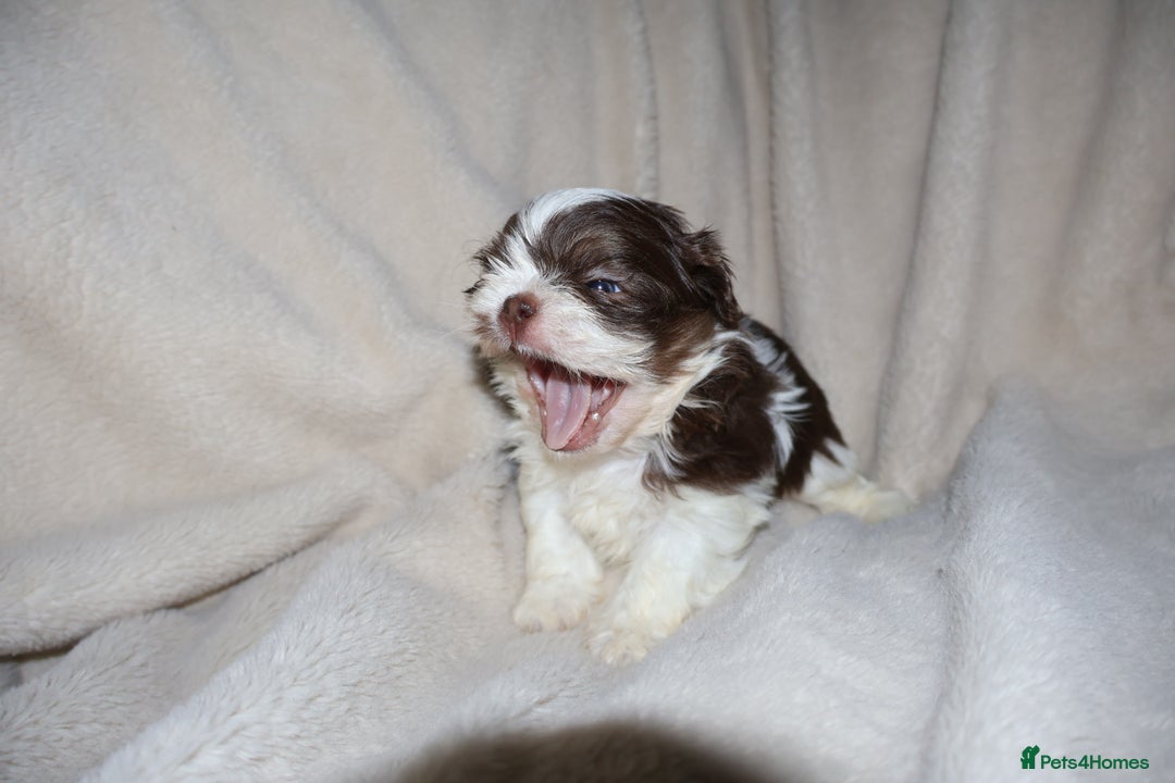 Shih Tzu dogs for sale: ✨CHOC DOBBIE IMPERIALS CARRYING BLUE✨ - Advert 23