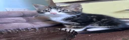 Mixed Breed cats for sale: Three friendly kittens  - Advert 6