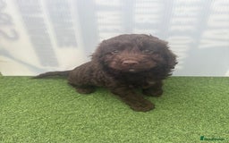 Cockapoo dogs for sale: Cockapoo puppies f1 - Image 4