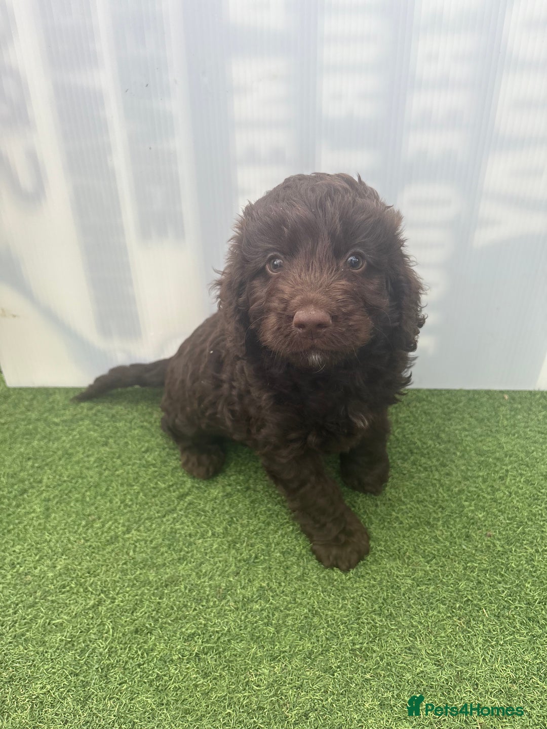 Cockapoo dogs for sale: Cockapoo puppies f1 - Image 4