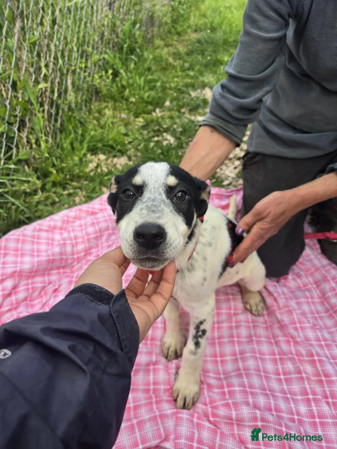 Mixed Breed dogs for adoption: MAKI  - Advert 9