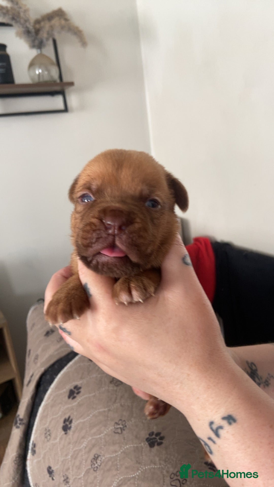 Dogue De Bordeaux dogs for sale: Dogue de bordeaux puppies - Image 10
