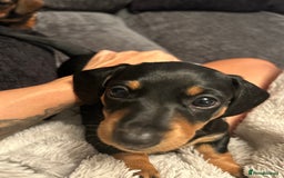 Dachshund dogs for sale: Two beautiful girl dachshunds for sale  - Image 4