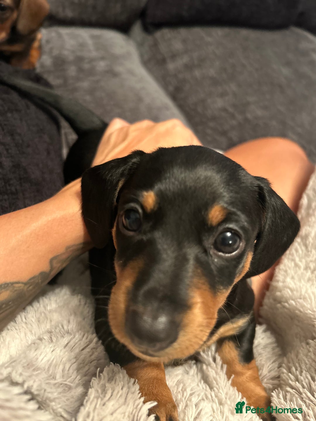 Dachshund dogs for sale: Two beautiful girl dachshunds for sale  - Image 4