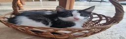Maine Coon cats for sale: Main coon kittens  in Bristol - Advert 7