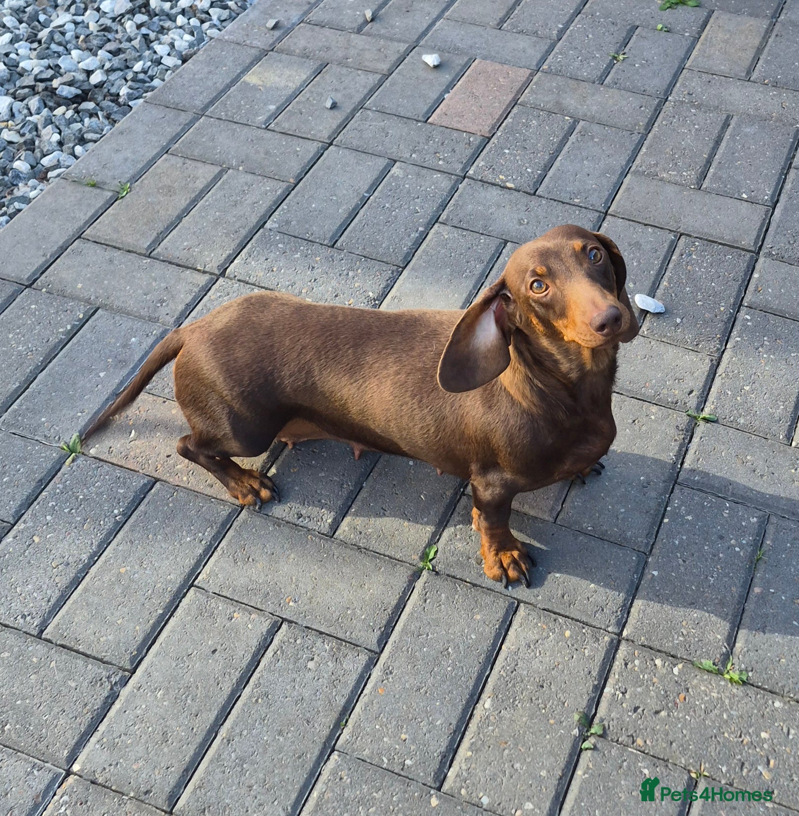 Miniature Dachshund dogs Darling Wilma Looking for Her Retirement Home - Advert 1
