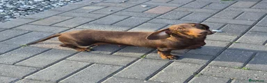 Miniature Dachshund 1