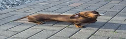 Miniature Dachshund dogs for sale: Darling Wilma Looking for Her Retirement Home - Advert 1