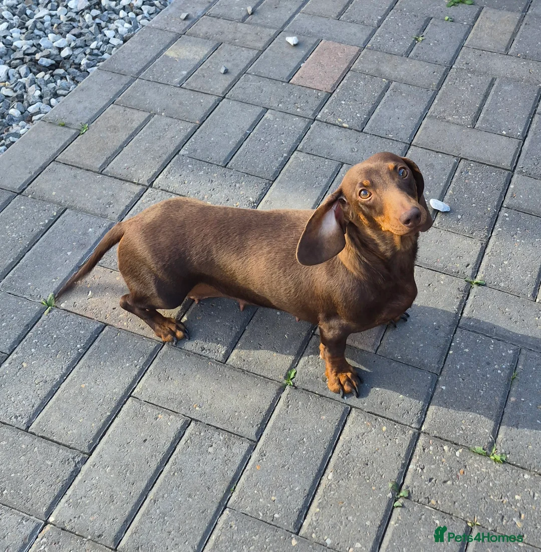 Miniature Dachshund dogs for sale: Darling Wilma Looking for Her Retirement Home - Advert 1