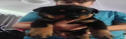 Rottweiler dogs for sale: Pure breed rottweilers  - Advert 8