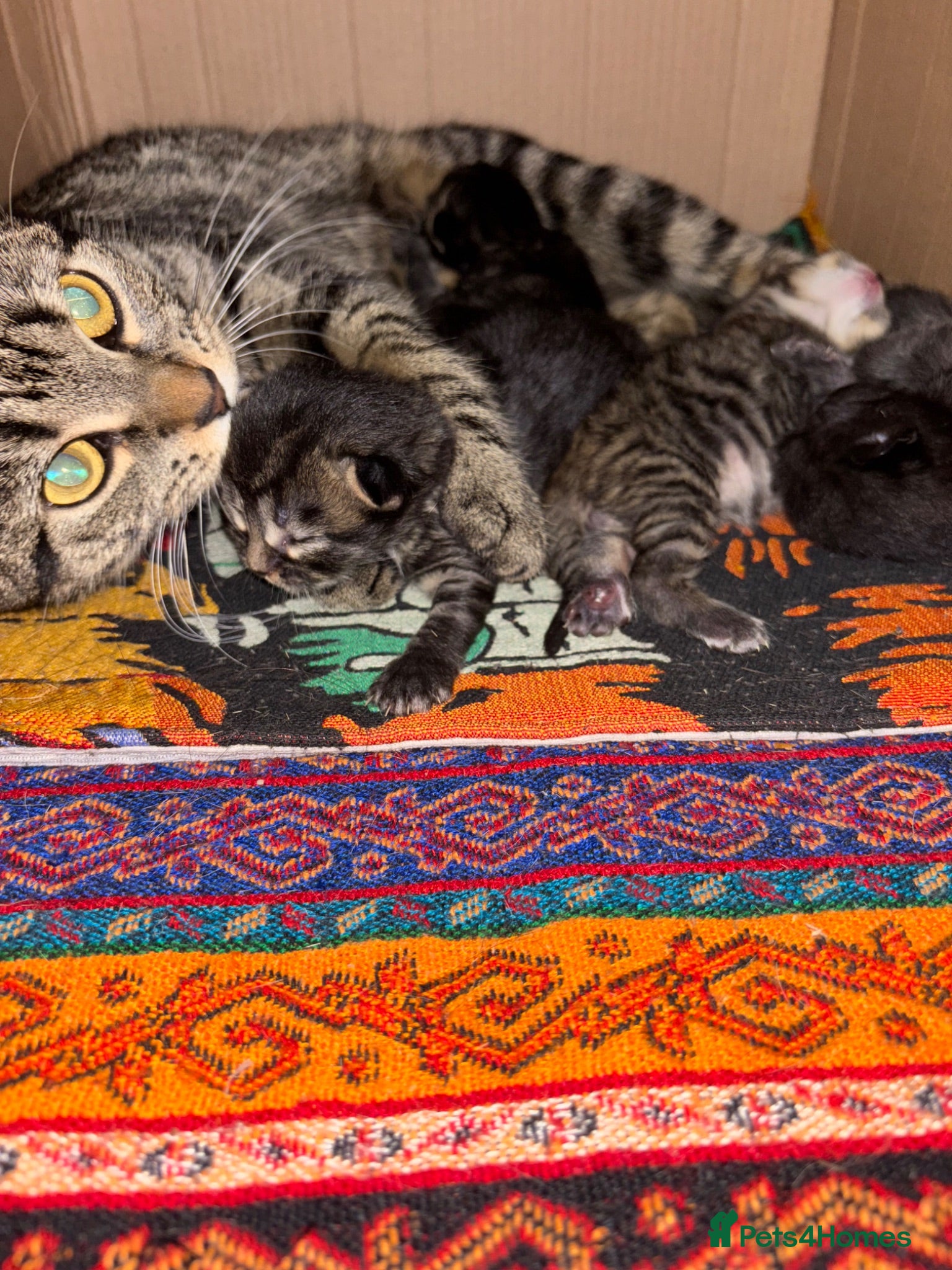 Domestic Shorthair cats  Tabby female cat with her four kittens for sale. - Advert 1