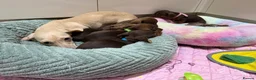 Miniature Dachshund dogs for sale: Chocolate & Tan Miniature Dachshund Pups  - Advert 5