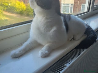 Domestic Shorthair cats - Advert 16