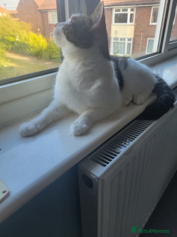 Domestic Shorthair cats - Advert 17