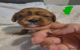 Cavalier King Charles Spaniel dogs for sale: Cavalier king charles pups - Image 6