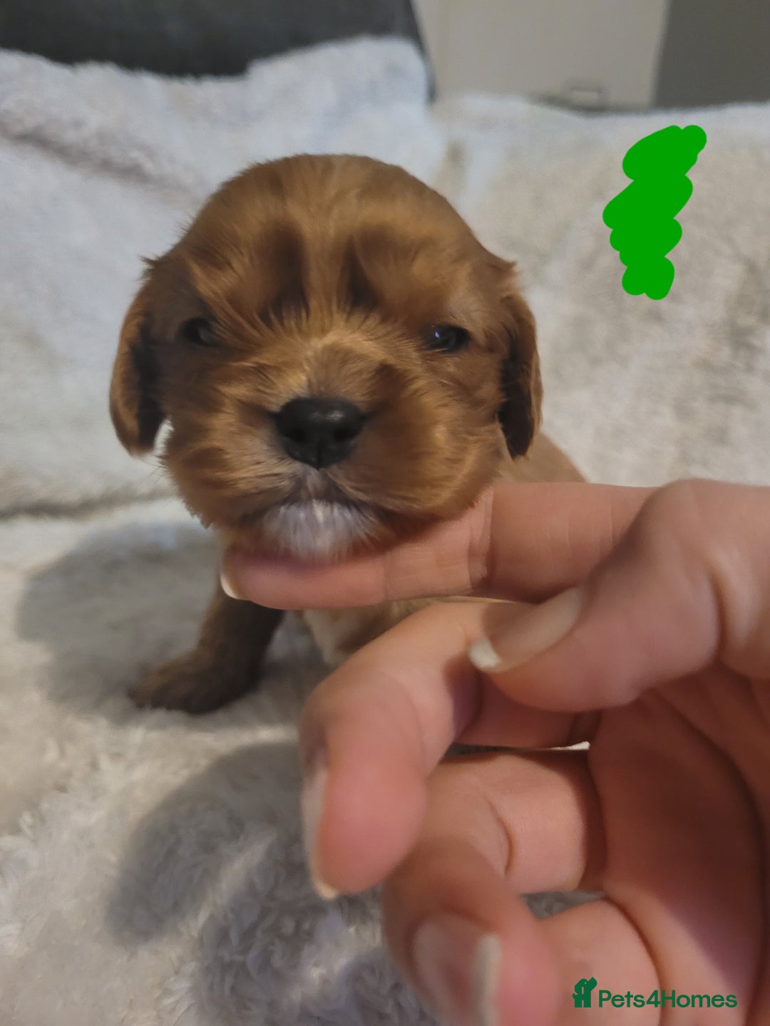 Cavalier King Charles Spaniel dogs for sale: Cavalier king charles pups - Image 6