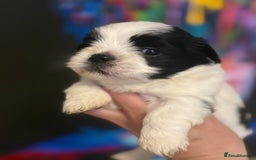 Lhasa Apso dogs for sale: Stunning kc registered Lhasa apso pups - Image 9