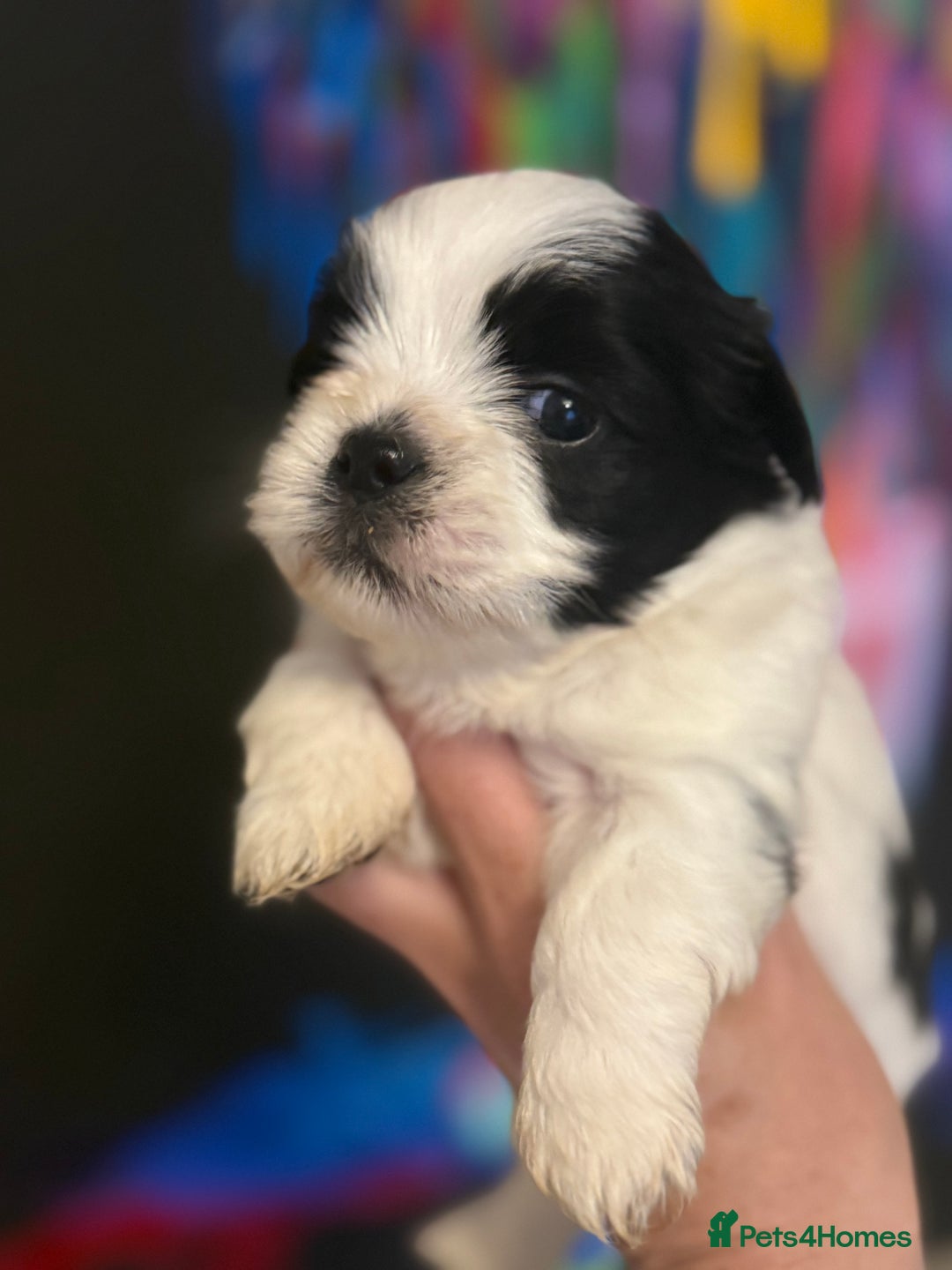 Lhasa Apso dogs for sale: Stunning kc registered Lhasa apso pups - Image 9