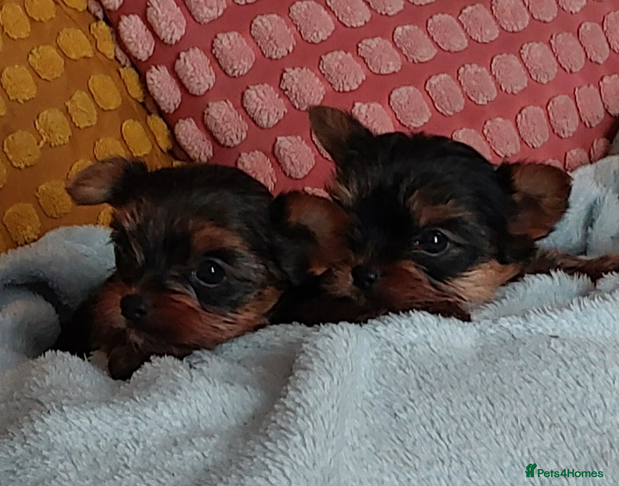 Yorkshire Terrier dogs Two K.C Yorkshire terrier boys champion bloodlines - Advert 2