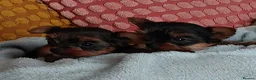 Yorkshire Terrier dogs for sale: Two K.C Yorkshire terrier boys champion bloodlines - Advert 4