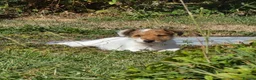 Fox Terrier dogs for sale: Fox terrier puppies  in Wimborne - Advert 2
