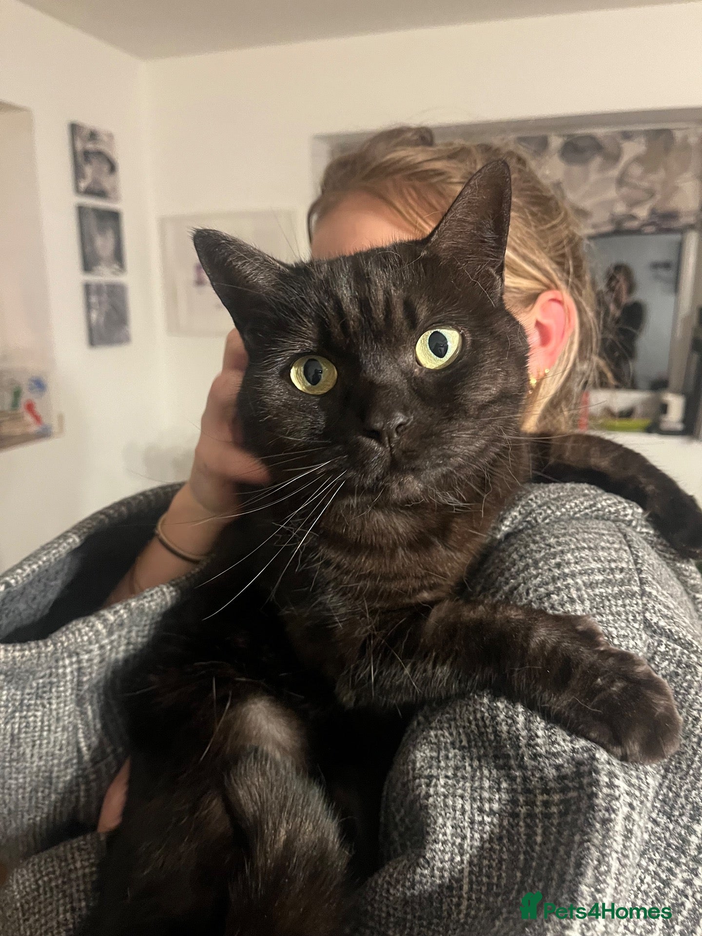 British Shorthair cats Seeking loving new home for Belle - Advert 1