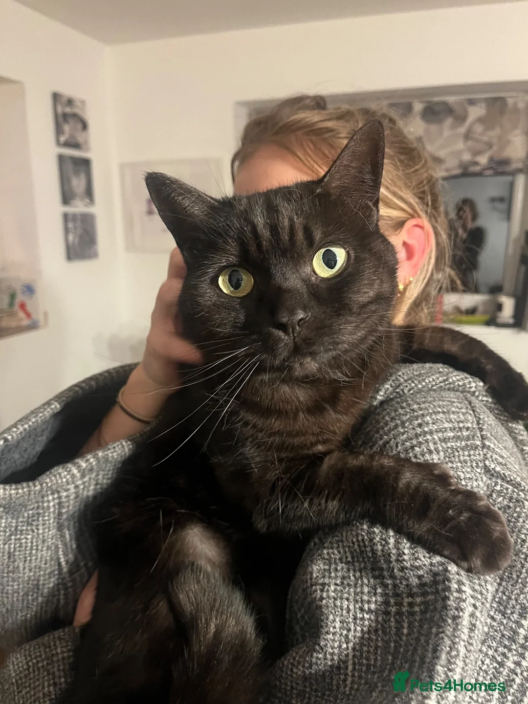 British Shorthair cats for sale: Seeking loving new home for Belle in Faversham - Advert 1