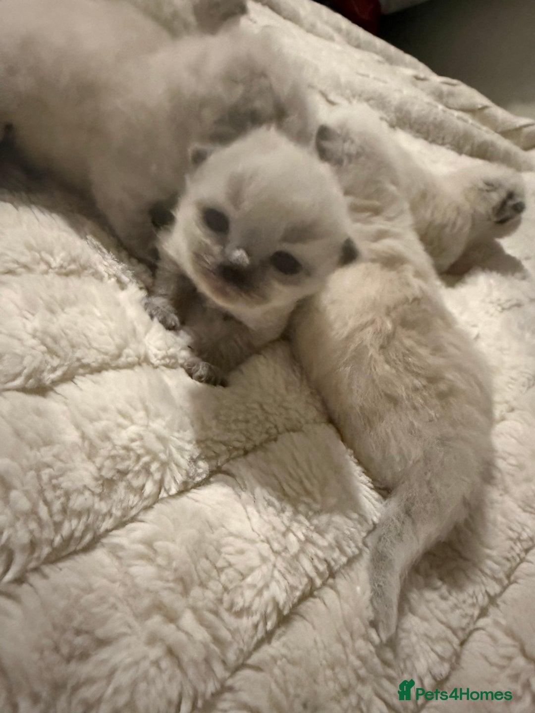 Ragdoll cats for sale: 5 beautiful ragdoll kittens - Advert 3