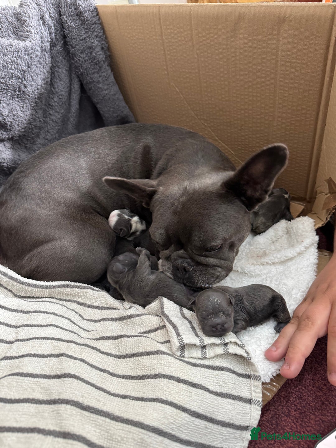 French Bulldog dogs for sale: Fluffy French Bulldog Puppies for sale - Advert 7