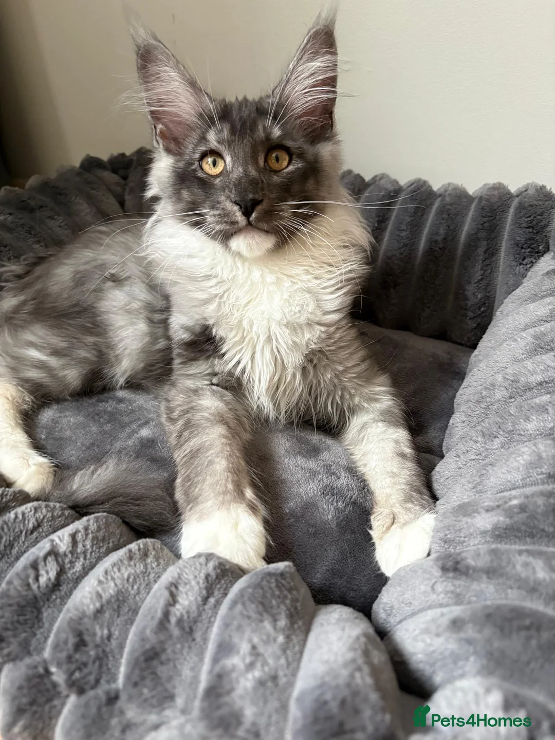 Maine Coon cats for sale: XL Maine Coon Kittens for Sale – TICA Reg - Advert 3